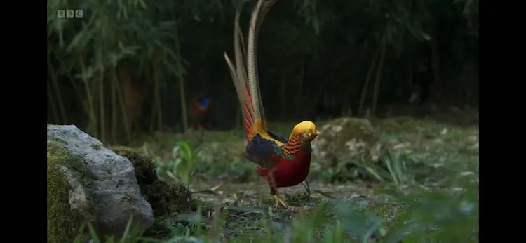 Golden pheasant (Chrysolophus pictus) as shown in Planet Earth III - Forests